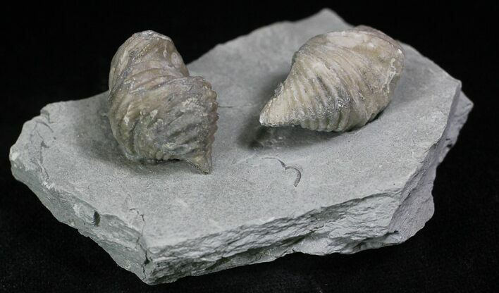 Pair Of Fossil Brachiopods (Platystrophia) - Indiana #26001